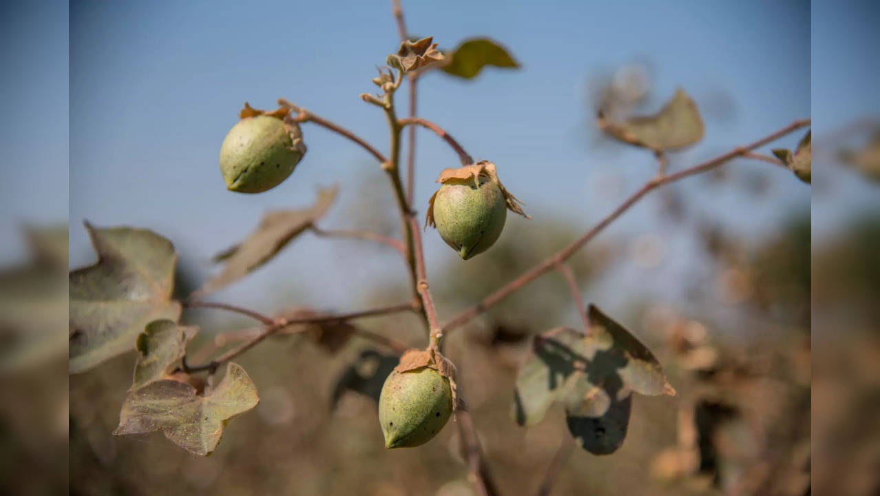 iStock-cotton