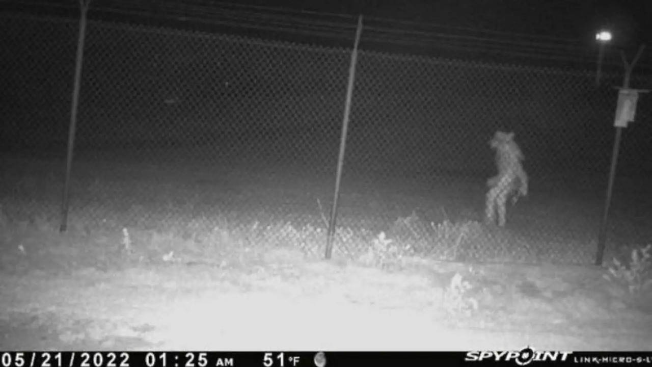 The mysterious creature, dubbed 'UAO', captured outside Amarillo Zoo gates | Picture courtesy: City of Amarillo, Texas