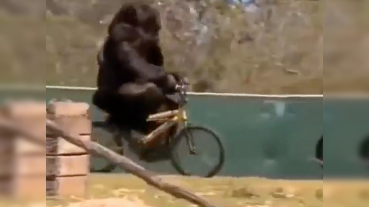 Gorilla rides a bicycle