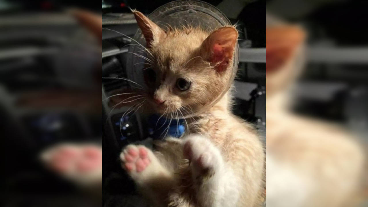 Tiny kitten rescued after its head got stuck in a plastic fast food drink | Picture courtesy: NYSDEC