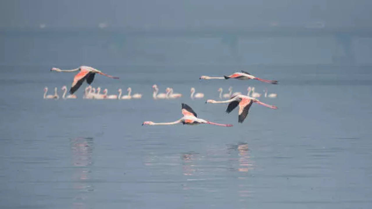 istockphoto-thane flamingo