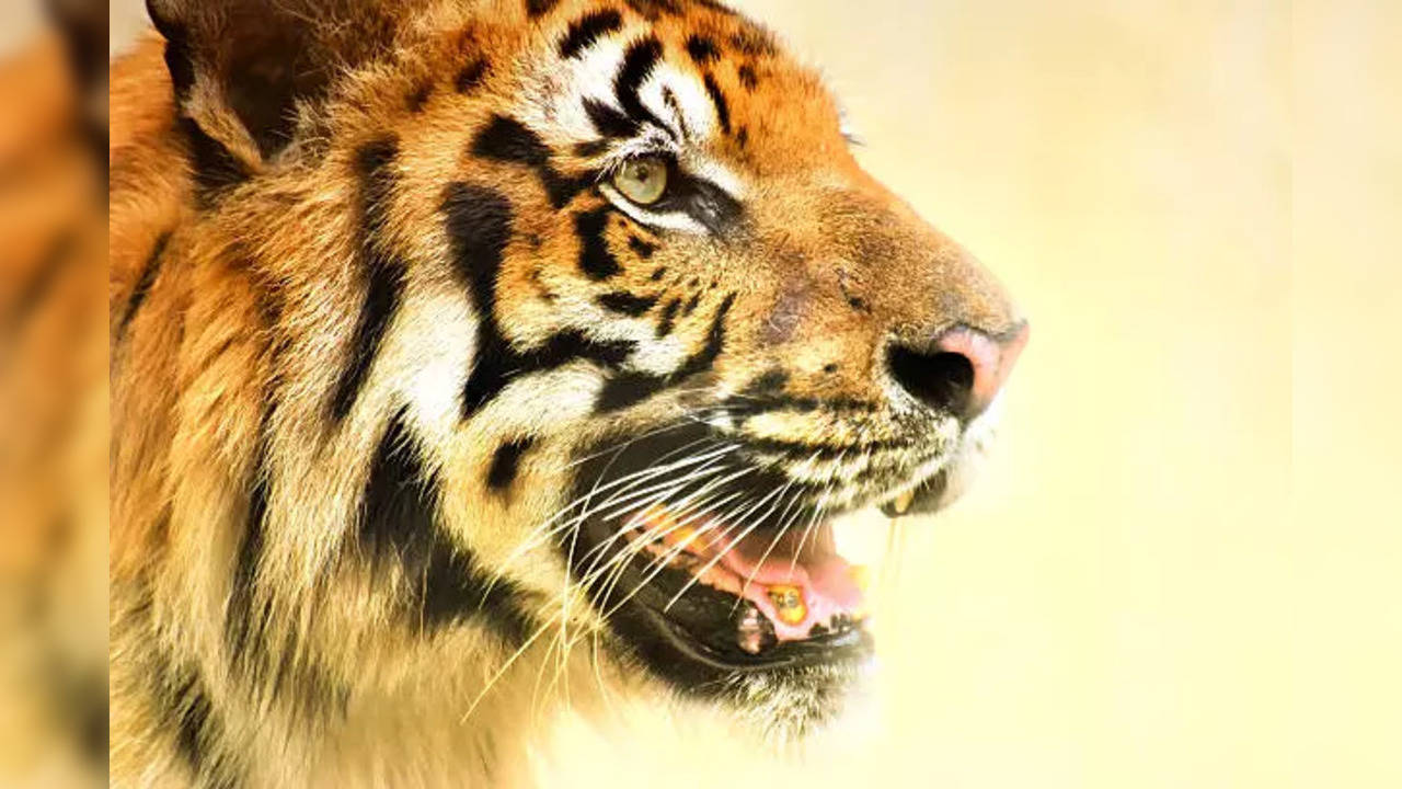 istockphoto-tiger