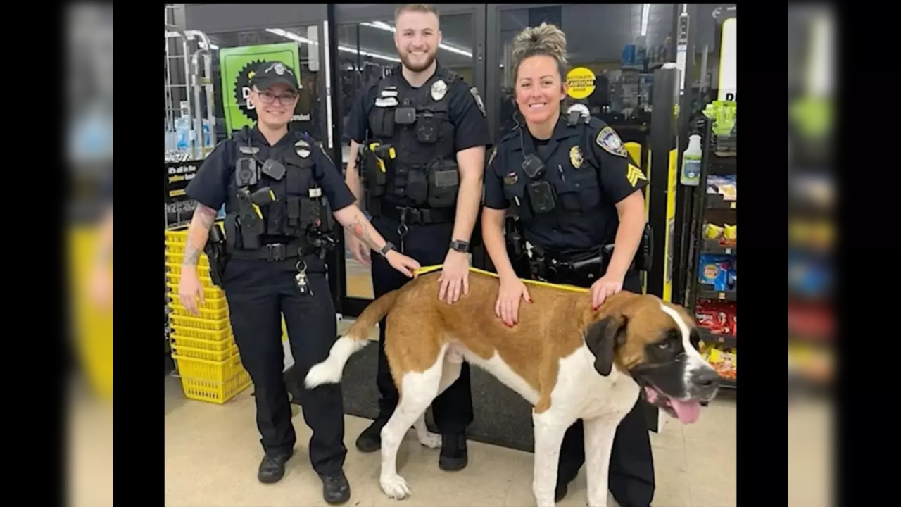 Bentley, the 'giant' dog who wandered into the general store in Florida | Picture courtesy: Bradenton Police Department/Twitter