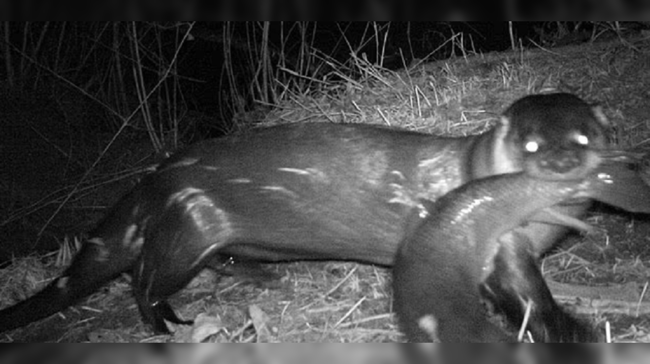 Otter menace in UK county