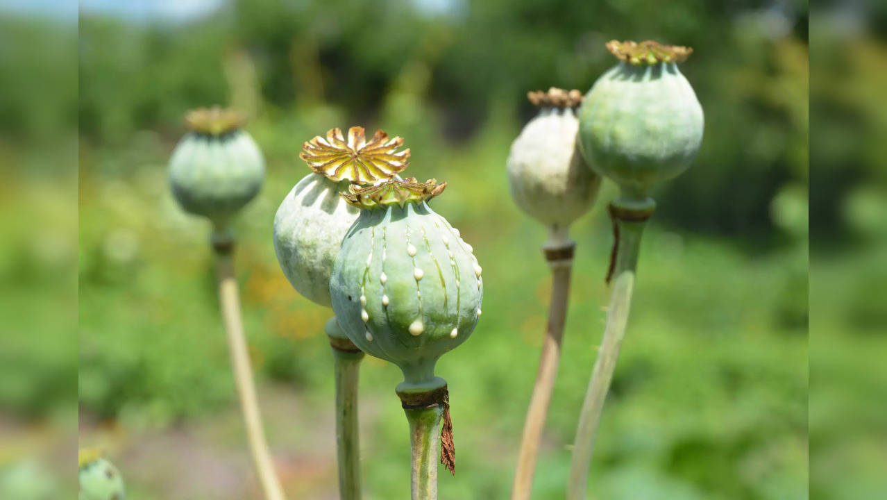 iStock-opium