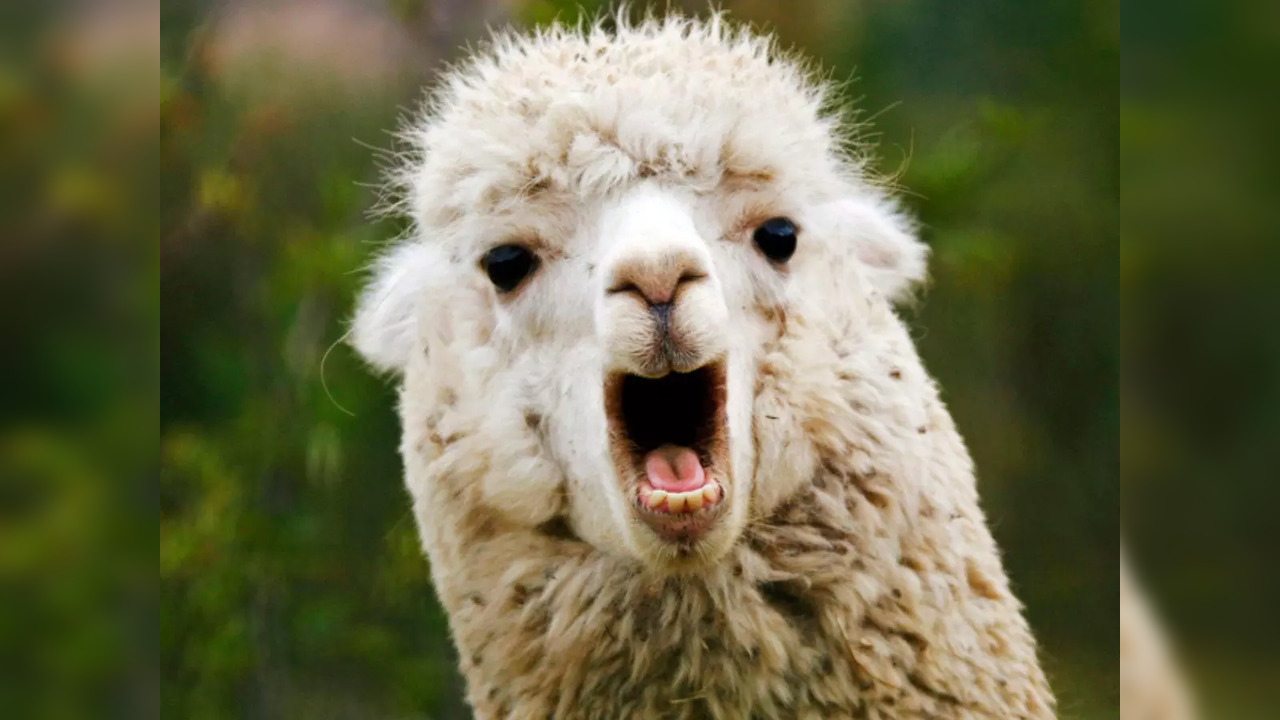 Stock image of a Peruvian alpaca