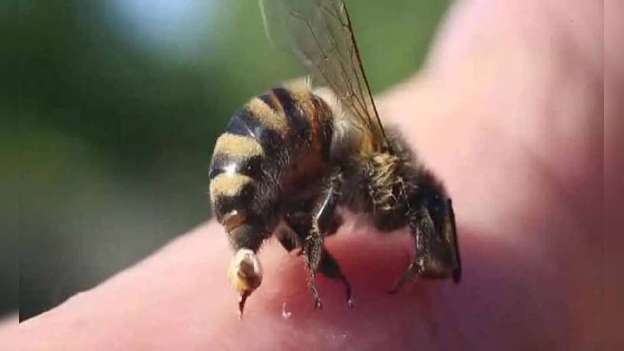 Bee Attack -