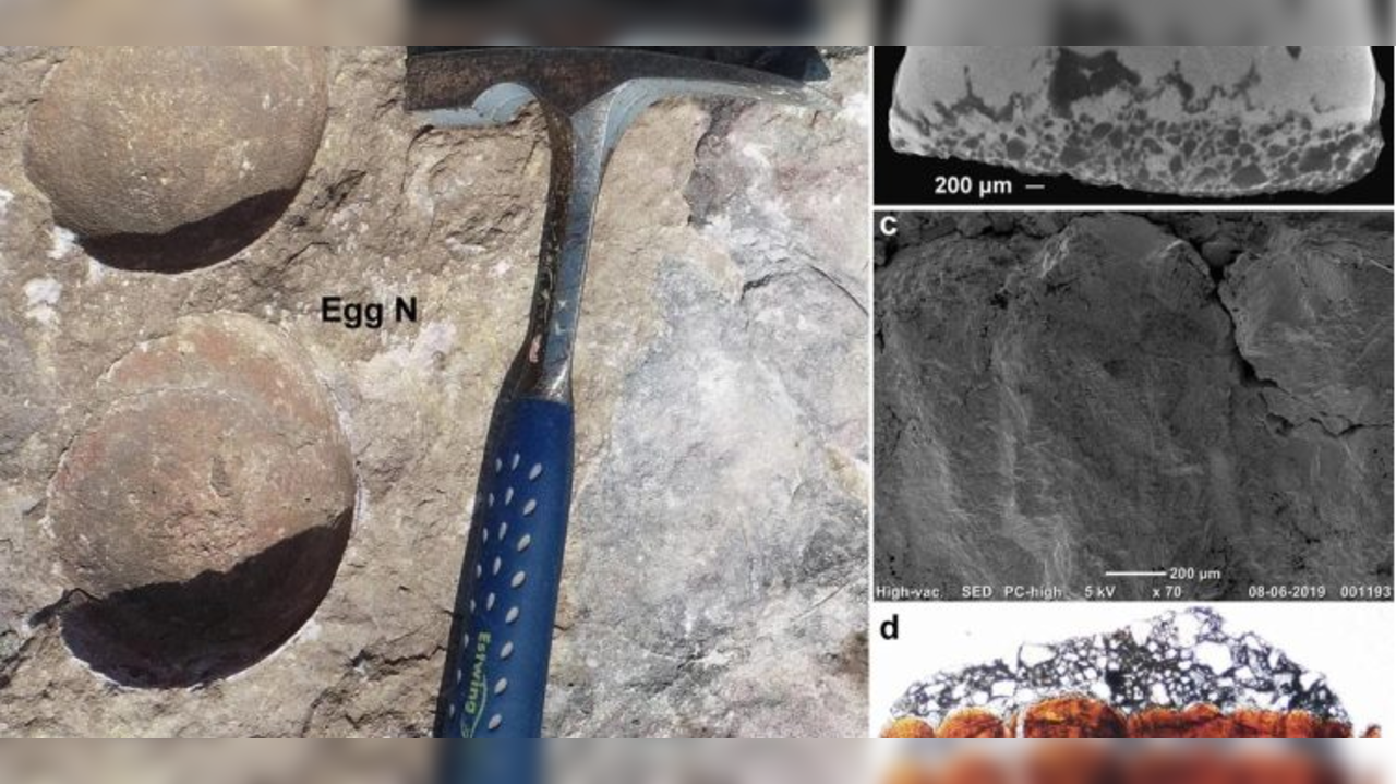 rare-dinosaur-egg-in-egg-found-by-du-researchers-in-madhya-pradesh