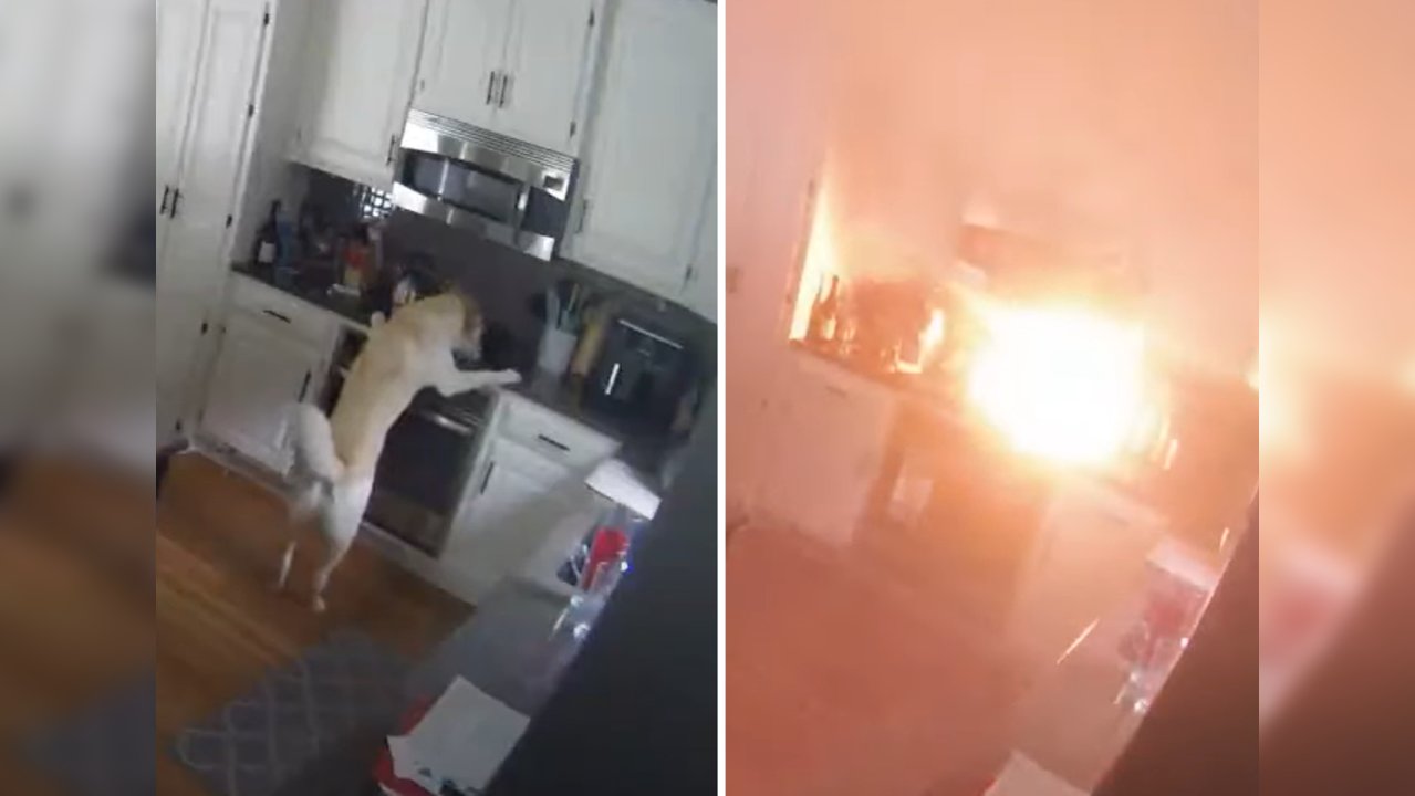 Dog starts kitchen fire