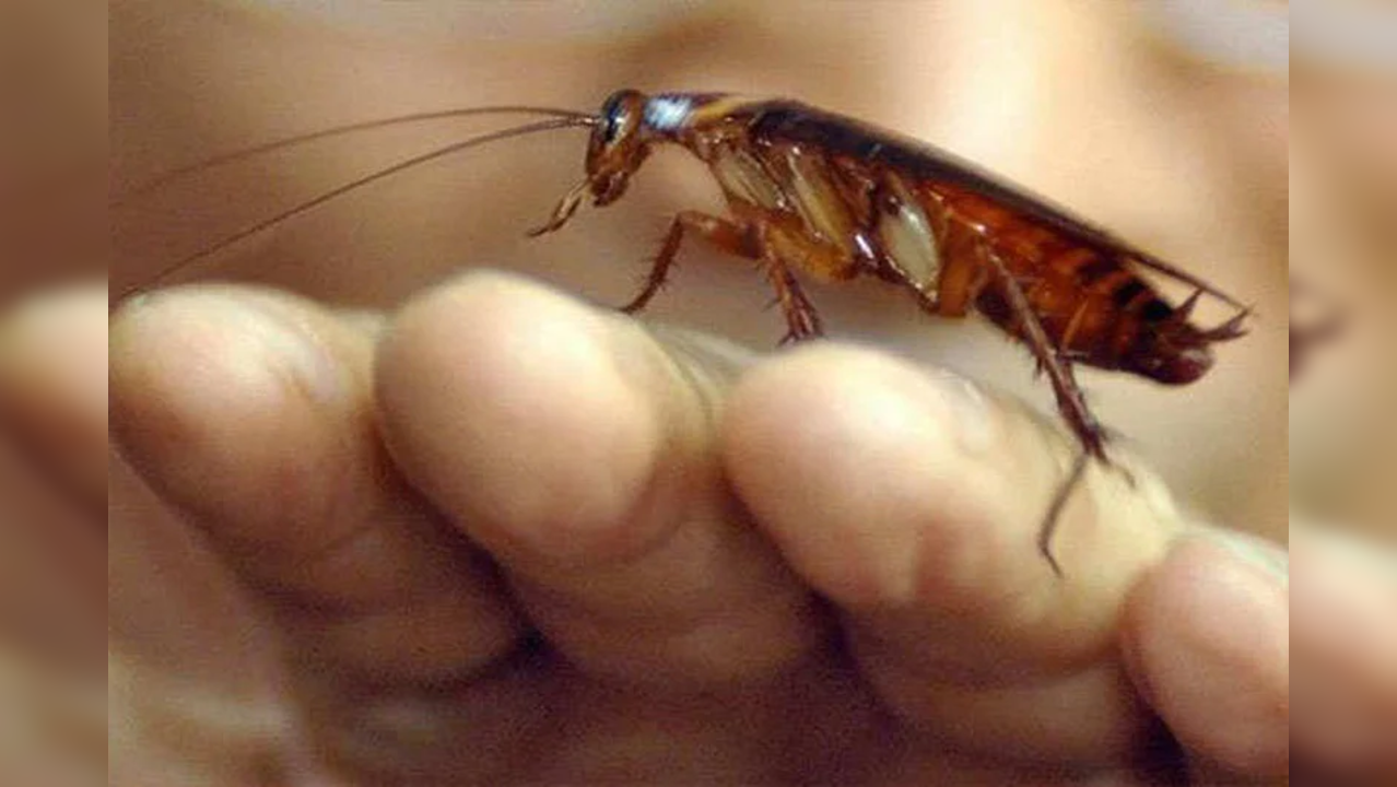 Company Offers Homeowners Rs 15 Lakh To Release 100 Cockroaches Into