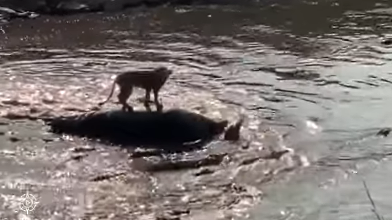 Lion stranded on hippo carcass saves itself from 40 crocodiles