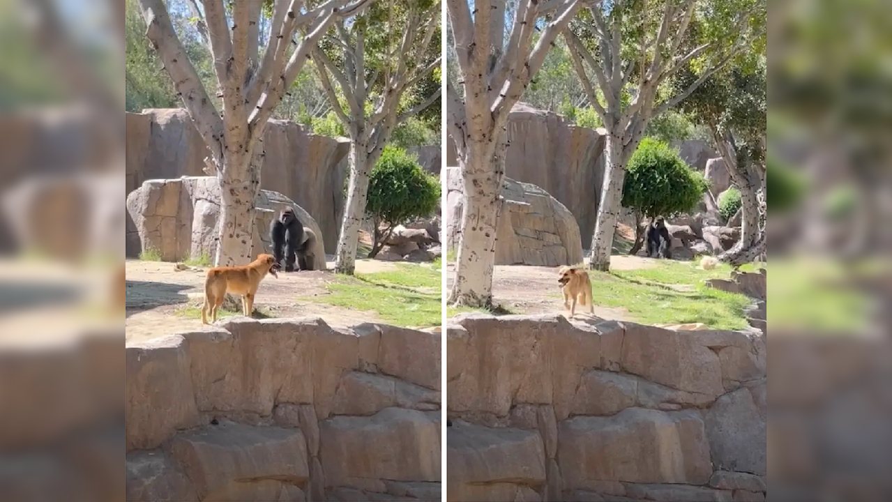 Dog gets chased by silverback gorilla