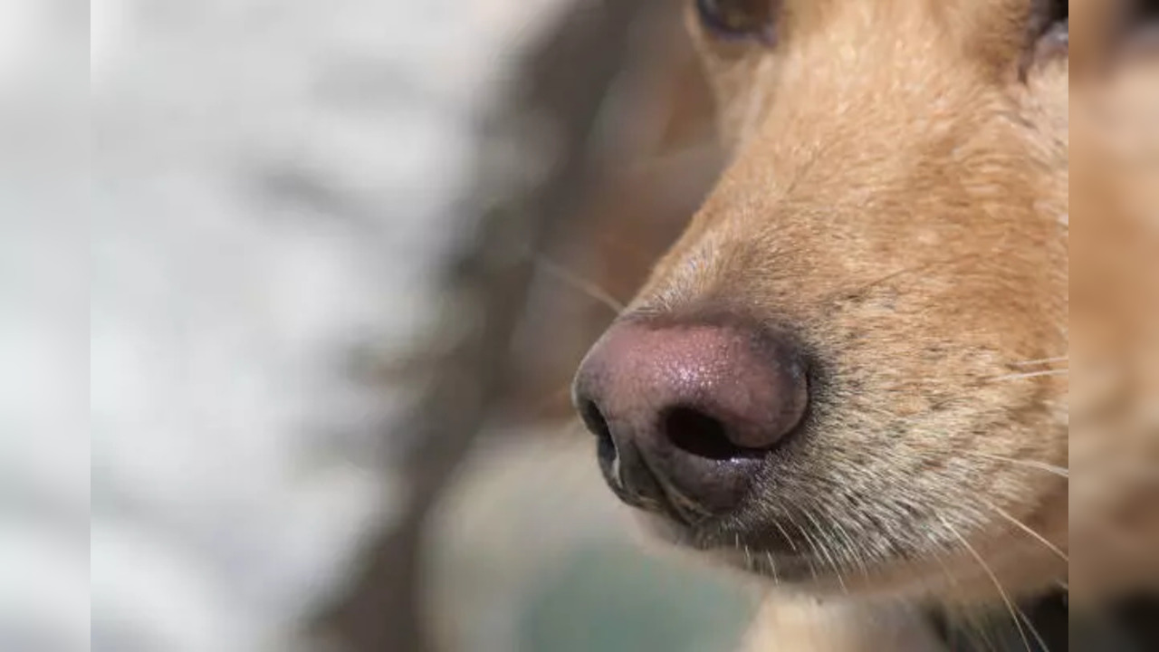 istockphoto-sniffer dog