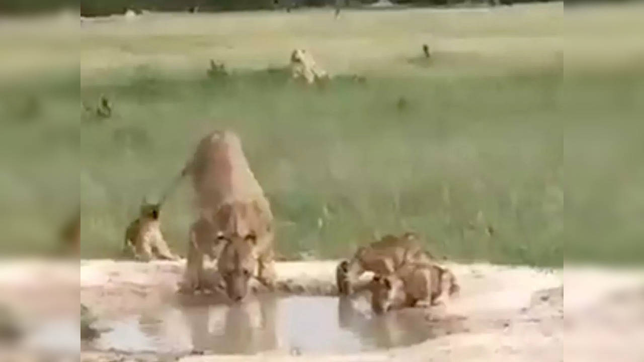 Viral video of lion cubs disturbing their mother