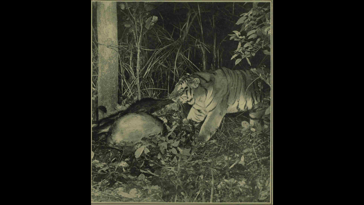 Did you know who took the first photograph of a tiger in the wild