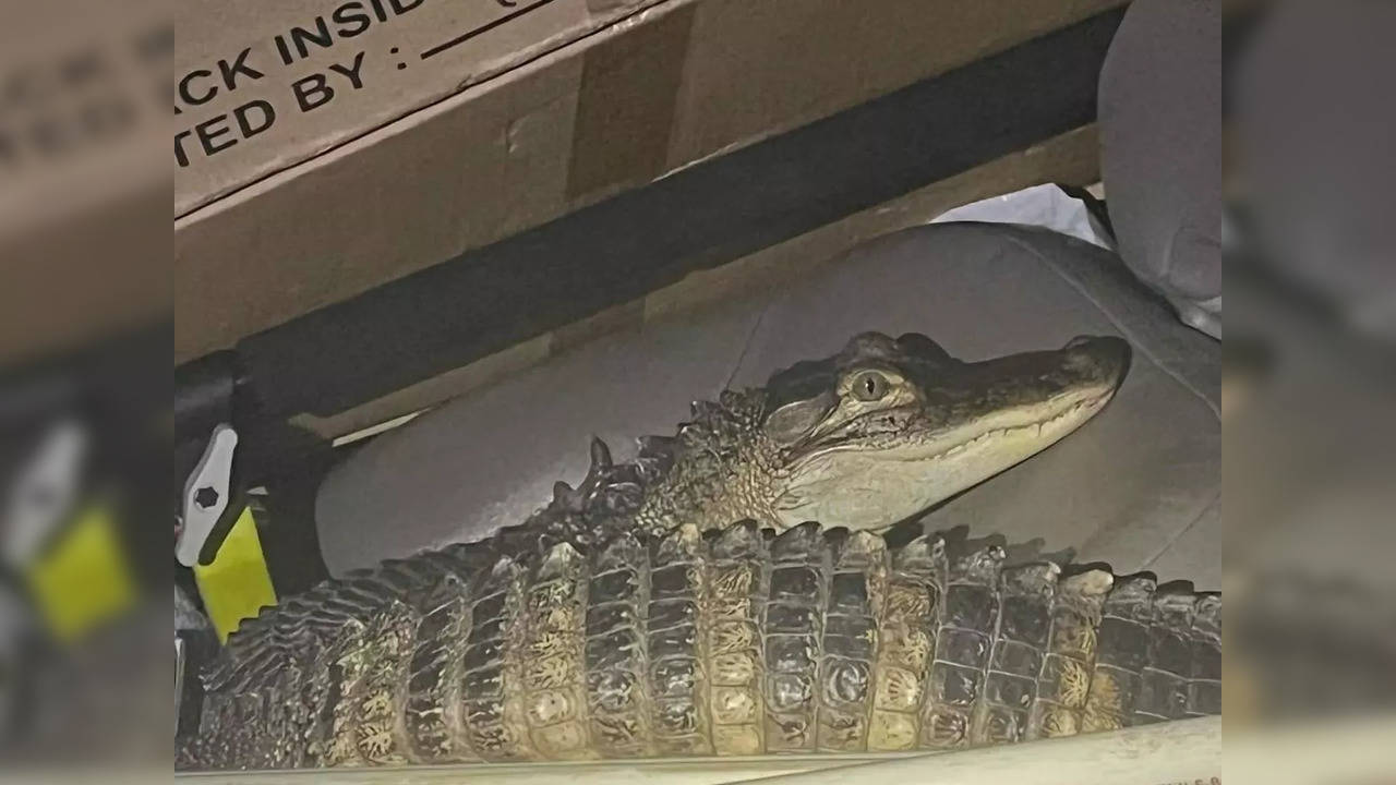 Karen, the alligator who deputies say 'attempted to flee the scene' | Picture courtesy:  Lake County Sheriff's Office