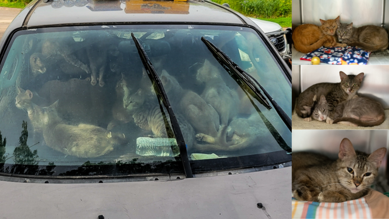 Homeless man found living with 47 cats inside his car