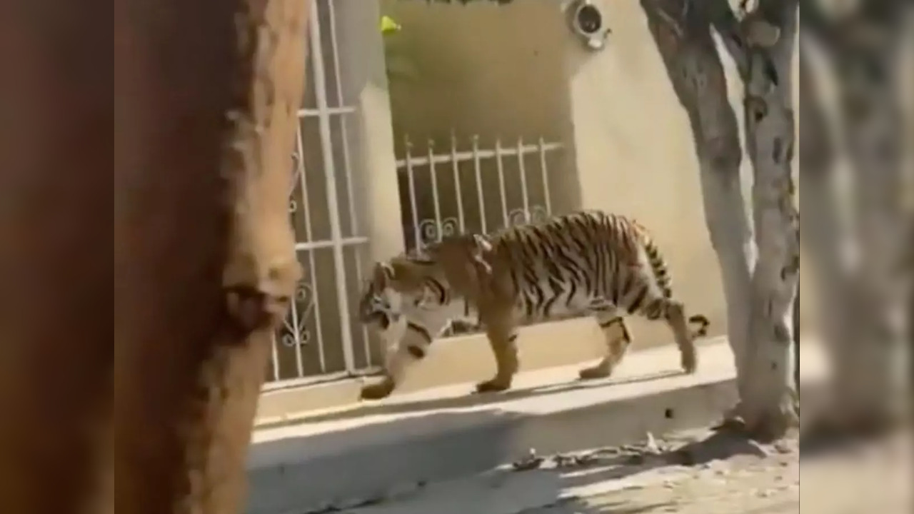 Bengal Tigger wanders loose on the streets of Mexico