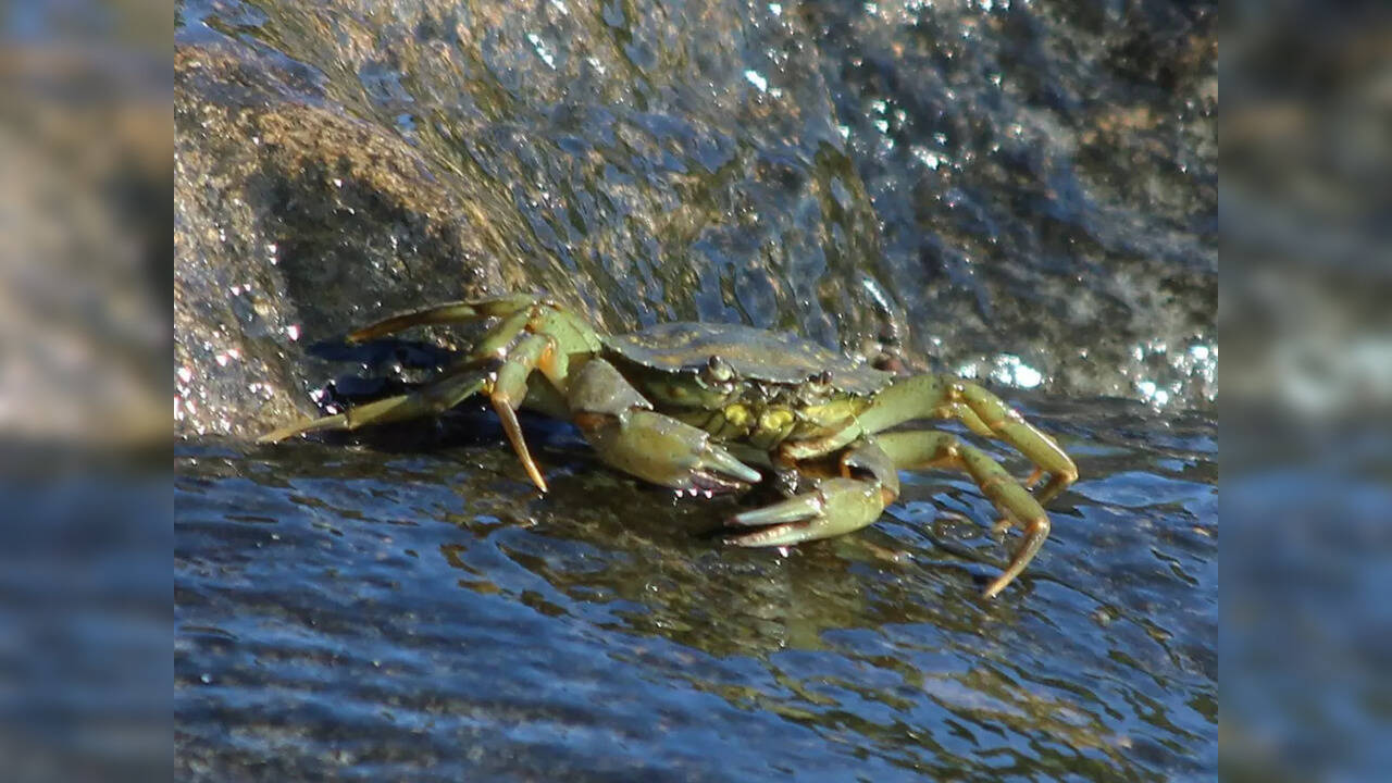 'House of Tamworth Crab Trapper' US distillery is turning invasive
