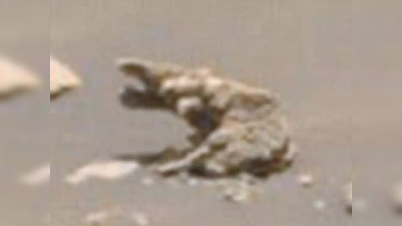 The purported sighting of the 'elephant-like creature' statue on Mars | Picture courtesy: NASA/Neville Thompson