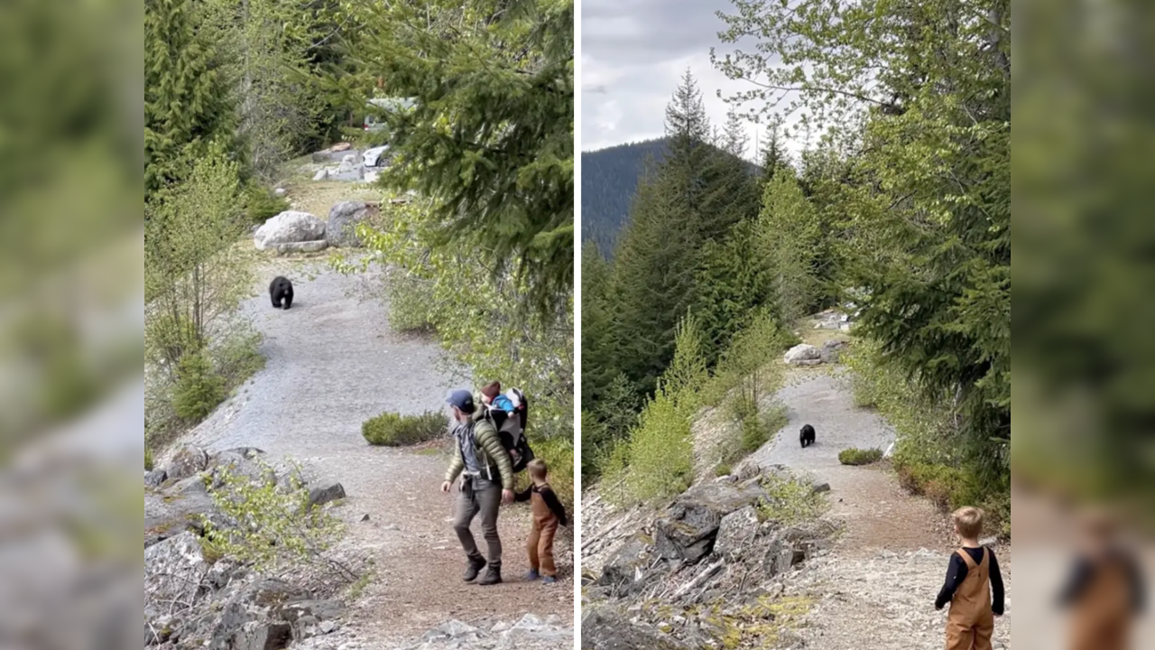 Bear stalks family