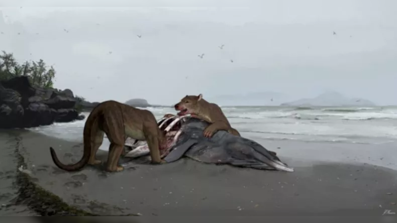  Bear dog Remains of massive predator that lived millions of years 