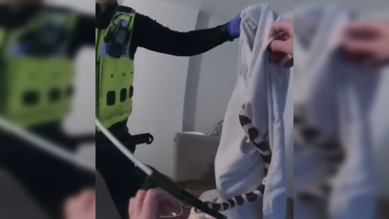 ​Police officers bag 5-foot-long snake