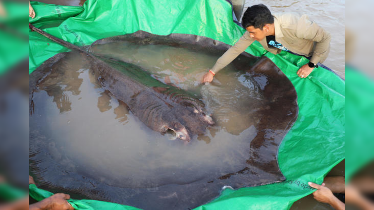 Giant freshwater stingray