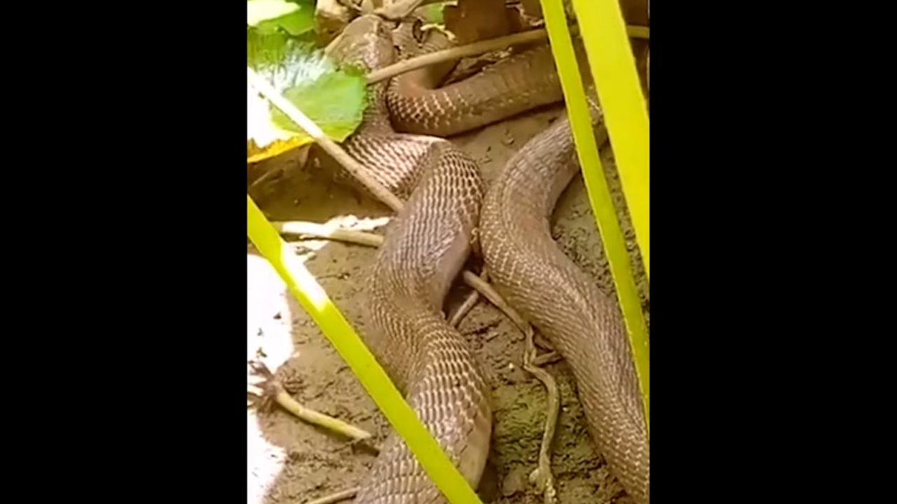 Cobra swallows entire snake in road 