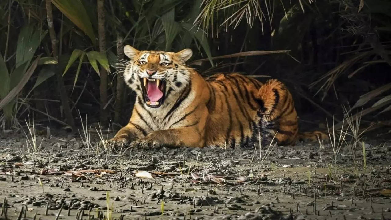 tiger