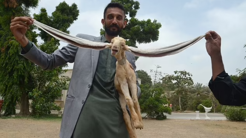 Baby goat born with 19-inch ears in Pakistan
