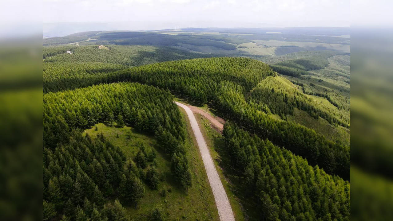 Aerial photo taken on Aug. 22, 2021 shows the scenery of Saihanba forest farm in north China's Hebei Province. (Xinhua/Jin Haoyuan)