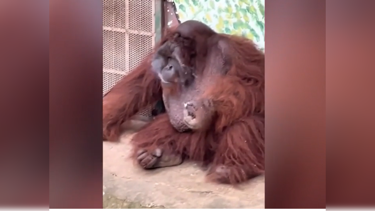 Orangutan smoking in zoo