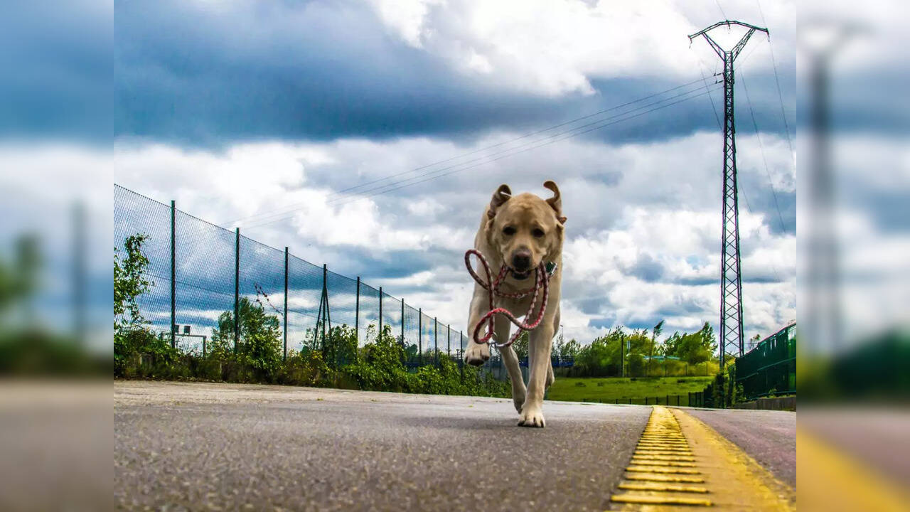 US dog jumps 6foot fence to escape highlysecure pet hotel, runs 3.2