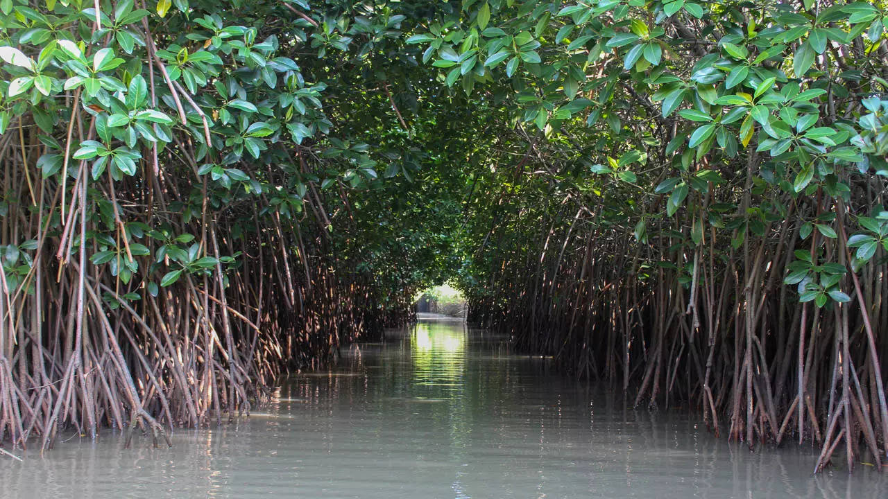 Pitchavaram mangrove iStock