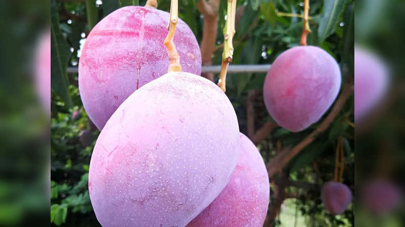 Miyazaki mangoes are a Japanese variety of the fruit and among the world's most expensive mango types | Picture courtesy: Twitter/@NaveedIRS