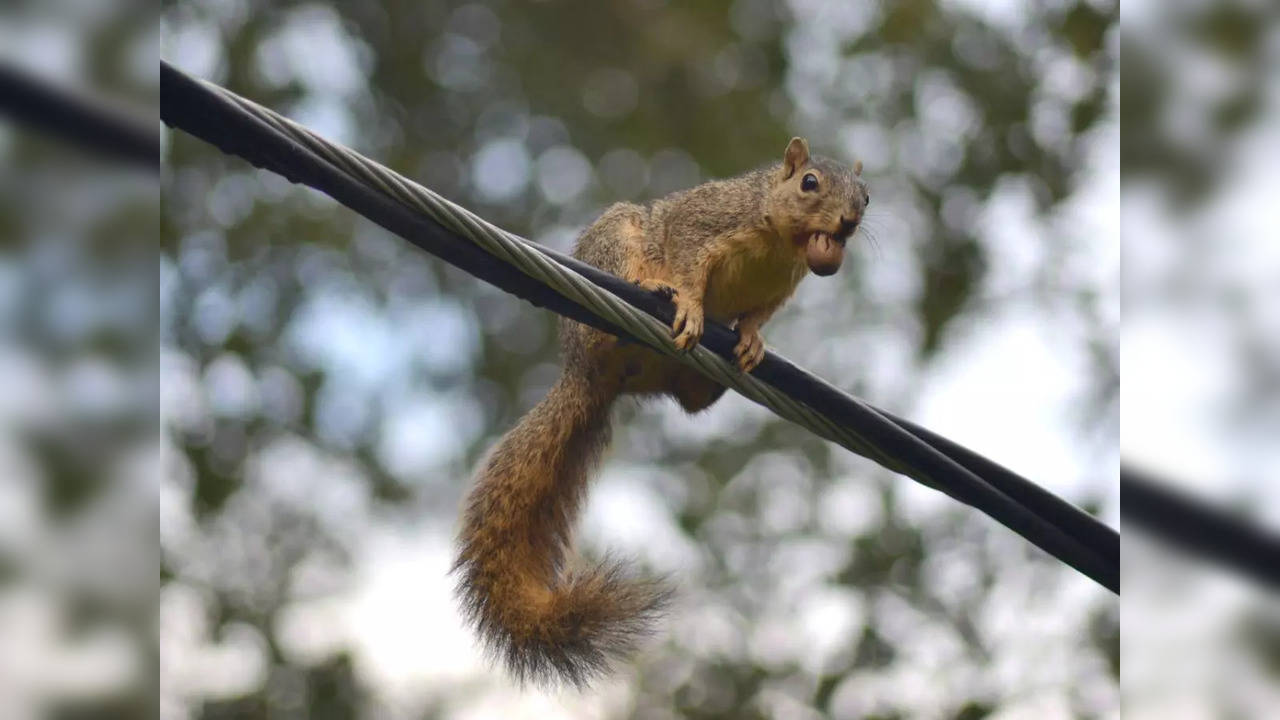 A squirrel is said to have knocked out the power in Asheville, North Carolina that left more than 3,000 customers without electricity | Representative image