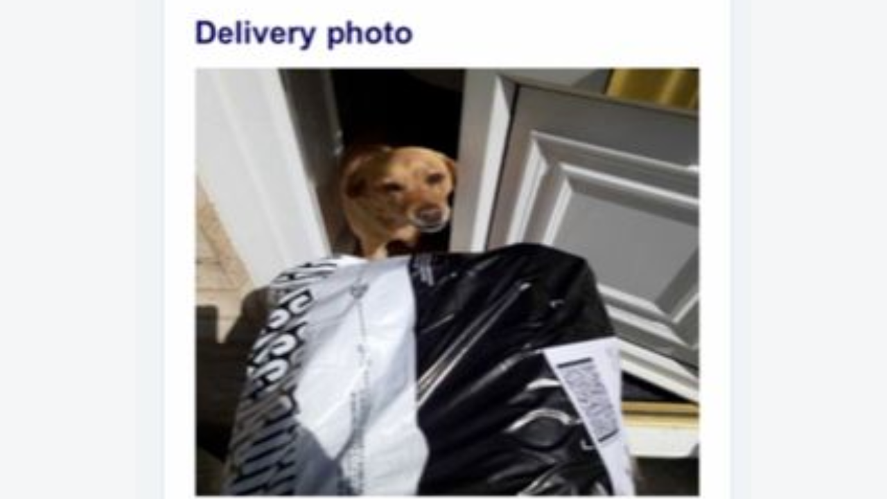 Dog 'accepts' package