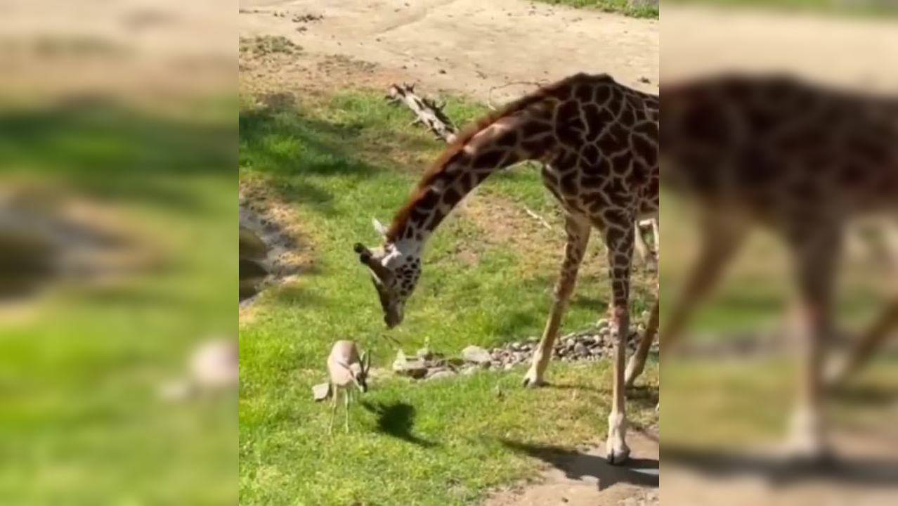 Viral video of giraffe removing branch stuck on tiny gazelle's head has over a million views