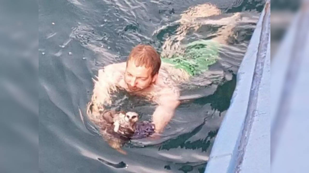 Captain Tom Sexton stripped down to his boxers to rescue a captive meerkat named Boris that made a bid for freedom | Picture courtesy: Metro/SWNS/Twitter