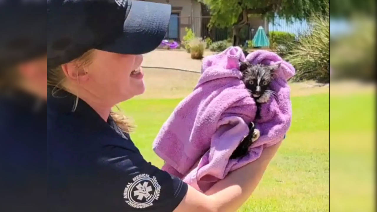 A 10-week-old kitten, now named Augustus, was rescued from a 20-foot storm drain | Picture courtesy: Arizona Humane Society/Youtube