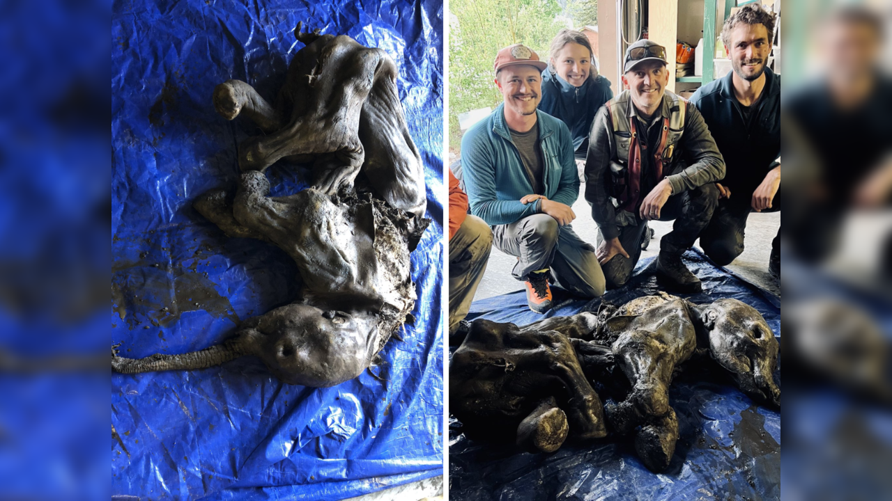 A nearly perfectly-preserved baby woolly mammoth