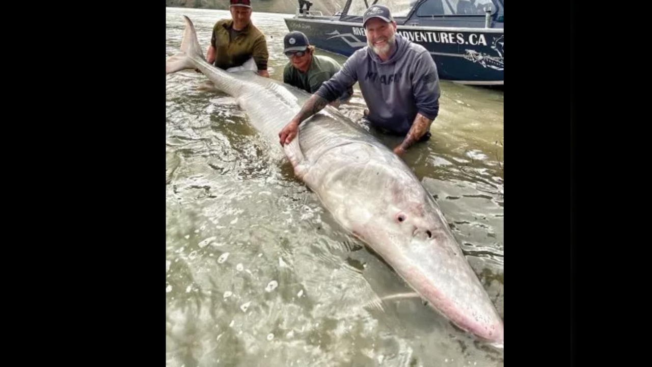 A 100-year-old live fish