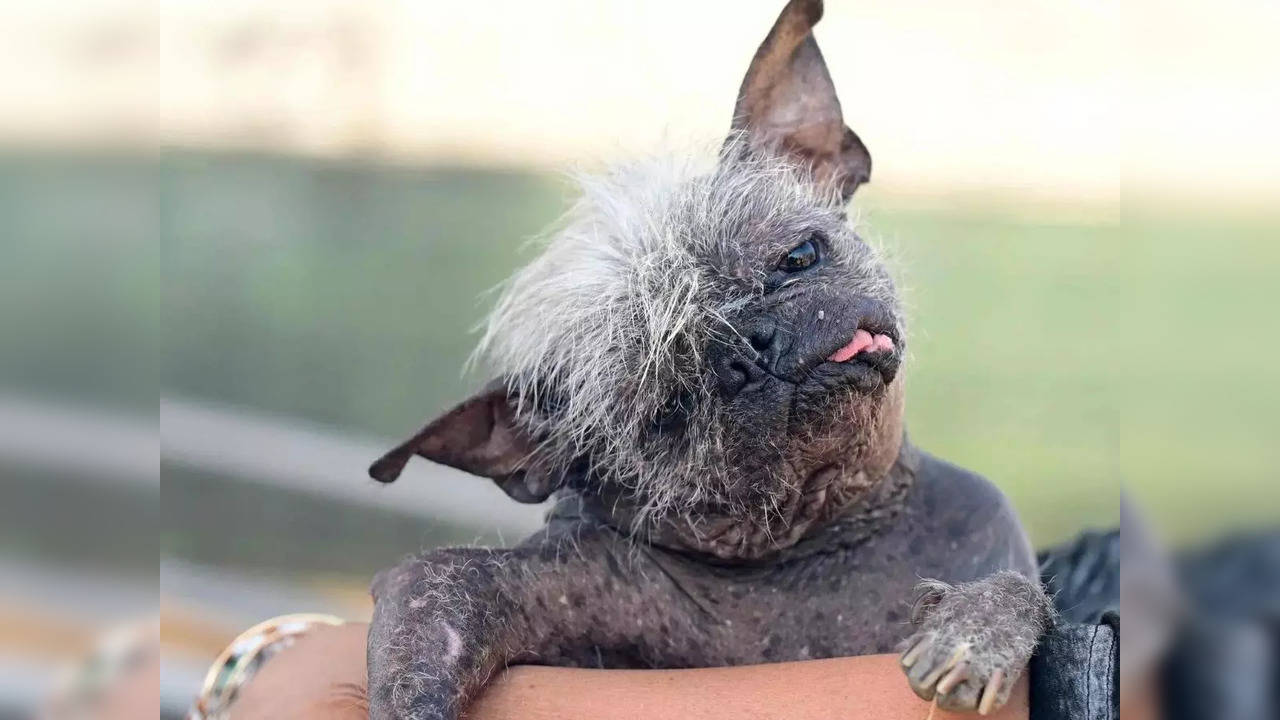 Mr. Happy Face, a 17-year-old rescue dog from Arizona, has been named the 'World's Ugliest Dog' | Picture courtesy: AFP