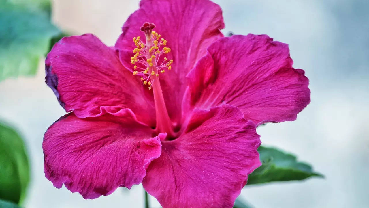 Hibiscus for hair