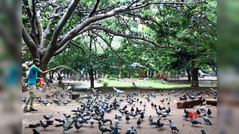Cubbon Park Bengaluru - IANS.