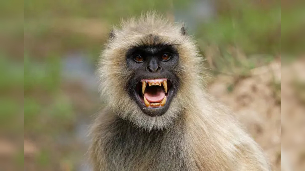 istockphoto-langur