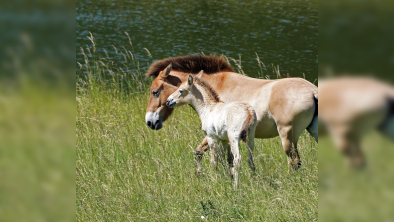 Zoo celebrates birth of Przewalski's horse that went extinct in the