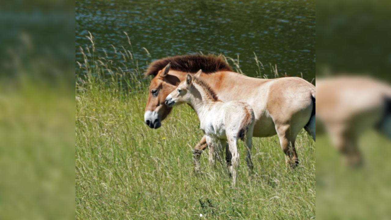 Przewalski's horse