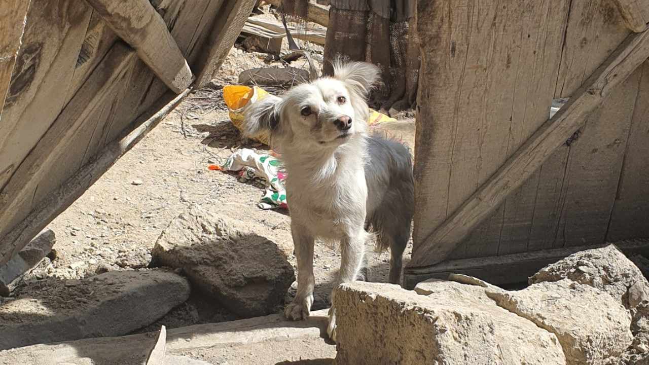 Dog searches for family lost in Afghanistan quake